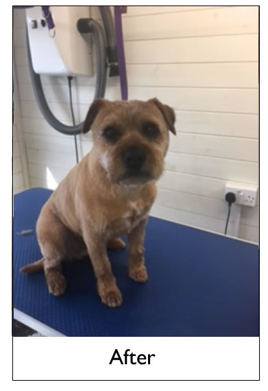 Dog Grooming Yorkshire